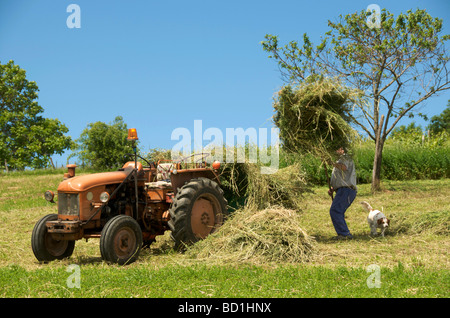 Landwirt sammeln Heu zusammen mit seinem Hund und altmodische Traktor Stockfoto