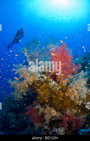 Korallenriff-Szene, Panorama Riff, Safaga, Rotes Meer Stockfoto