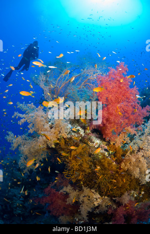 Korallenriff-Szene, Panorama Riff, Safaga, Rotes Meer Stockfoto