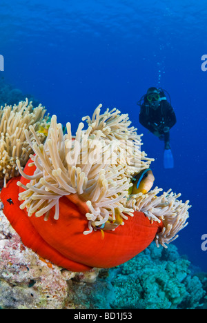 Taucher im Roten Meer Anemonenfische in ihrer Heimat Seeanemone zu beobachten Stockfoto