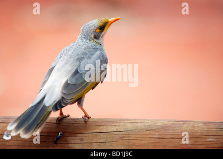 Der laut Bergmann (Manorina Melanocephala), in den östlichen und südlichen Bundesstaaten Australiens. Stockfoto