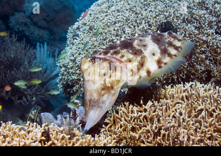 Broadclub Tintenfisch, Sepia finden weiblichen prepairing, um Ei in Verzweigungen zu legen, Feuer Korallen Komodo Indonesien Stockfoto