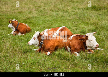 Alpine Kühe mit Kuhglocken in einem Feld auf der Deutschland-österreichischen Grenze Stockfoto