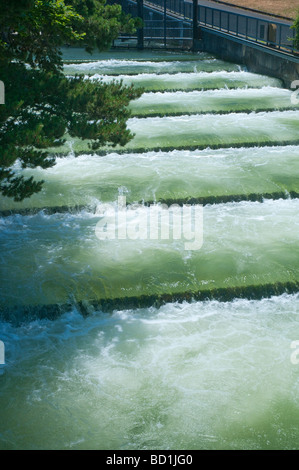 Fischtreppe am Bonneville-Verriegelung und Verdammung Columbia River Gorge Scenic Area Oregon USA Stockfoto