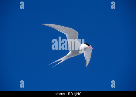 South American Seeschwalbe (Sterna Hirundinacea) im Flug, Saunders Island, Falkland-Inseln Stockfoto