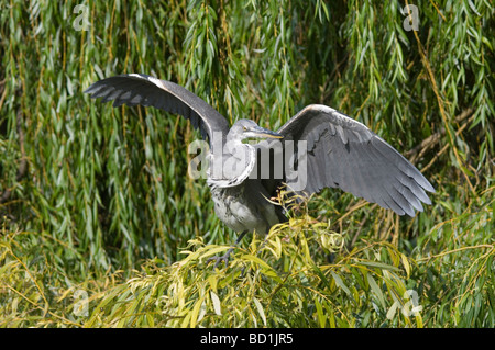 Graureiher Ardea Cinerea thront in Trauerweide Salix Chrysocoma London Uk Stockfoto