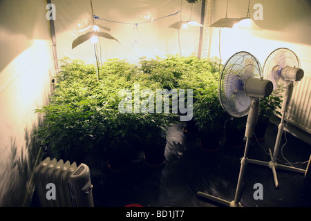 Eine Cannabis-Farm in As-Dur, North East England Stockfoto