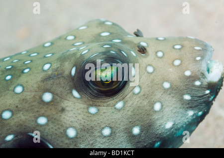 Whitespotted Kugelfisch Arothron Hispidus Bali Indonesien Stockfoto