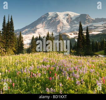 Sommer Wildblumen, Paradies Wiesen, Mount Rainier Nationalpark, Washington Juli Stockfoto