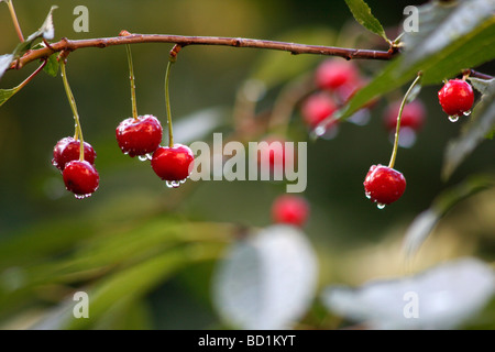 Nassen Kirschen auf einem Ast mit Tropfen Morgentau Stockfoto