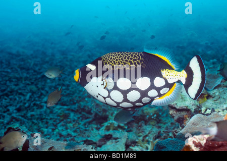 Clown Drückerfisch Balistoides Conspicillum schwimmen über Korallenriff Lembeh Strait North Sulawesi Indonesien Stockfoto