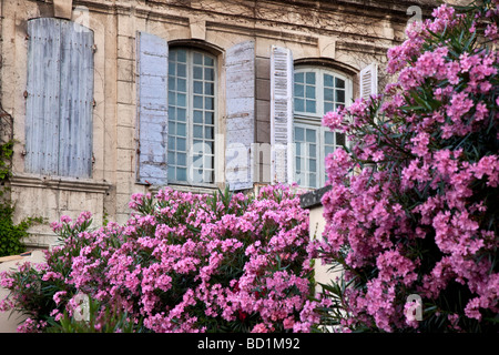 Violett rosa Blumen vor blauen Fensterläden in St. Remy de Provence Frankreich Stockfoto