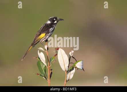 neues Holland Honigfresser Stockfoto