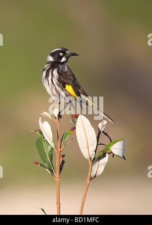 neues Holland Honigfresser Stockfoto