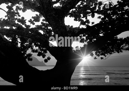 Sonnenuntergang in Hanalei Bay mit Mangroven-Baum Kauai Hawaii Stockfoto