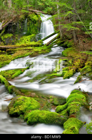 Big Spring Creek mit bemoosten Felsen und Wasserfälle Gifford Pinchot National forest Washington Stockfoto