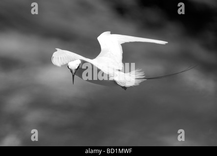 Red tailed Tropic Vogel Kilauea Point National Wildlife Refuge Kauai Hawaii Stockfoto