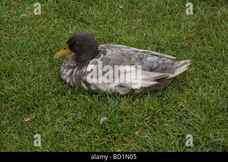 Stockente Enten Stoke Gabriel Devon England Stockfoto