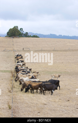 Tagebuch-Kühe im Feld Stockfoto