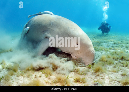 Begegnung mit einem Dugong beim Tauchen in tropischen Gewässern des Roten Meeres in der Nähe von Marsa Alam in Ägypten Stockfoto