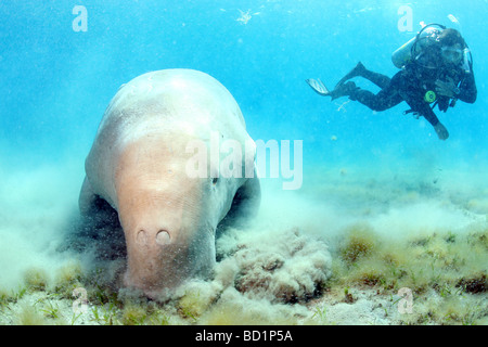 Begegnung mit einem Dugong beim Tauchen in tropischen Gewässern des Roten Meeres in der Nähe von Marsa Alam in Ägypten Stockfoto