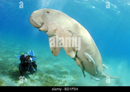 Begegnung mit einem Dugong beim Tauchen in tropischen Gewässern des Roten Meeres in der Nähe von Marsa Alam in Ägypten Stockfoto