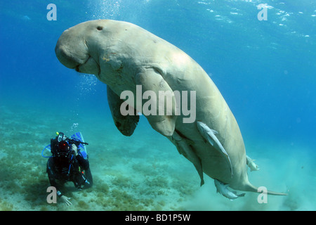 Begegnung mit einem Dugong beim Tauchen in tropischen Gewässern des Roten Meeres in der Nähe von Marsa Alam in Ägypten Stockfoto