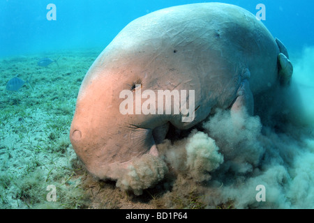 Begegnung mit einem Dugong beim Tauchen in tropischen Gewässern des Roten Meeres in der Nähe von Marsa Alam in Ägypten Stockfoto