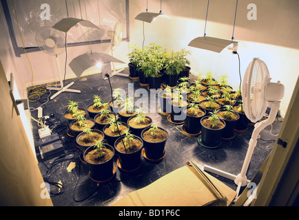 Eine Cannabis-Farm in As-Dur, North East England. Stockfoto