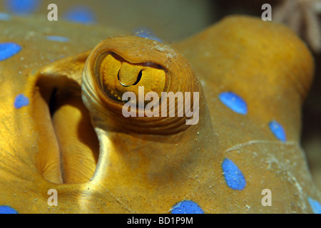 Begegnung mit einem blau getupft Ray beim Tauchen im Roten Meer in der Nähe von Marsa Alam in Ägypten Stockfoto
