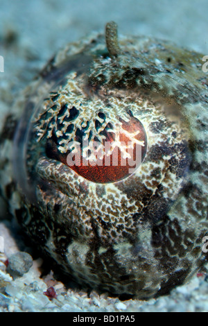 Nahaufnahme eines Crocodilefische beim Tauchen im Roten Meer in der Nähe von Marsa Alam in Ägypten getroffen Stockfoto