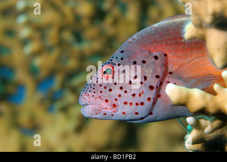 Begegnung mit einem Blackside Hawkfish in den Korallen beim Tauchen im Roten Meer in Ägypten Stockfoto