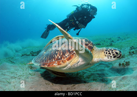 Begegnung mit einem Hawksbill Turtle beim Tauchen im Roten Meer in der Nähe von Marsa Alam in Ägypten Stockfoto