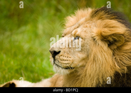 Männliche asiatische Löwe (Panthera Leo Persica) Stockfoto