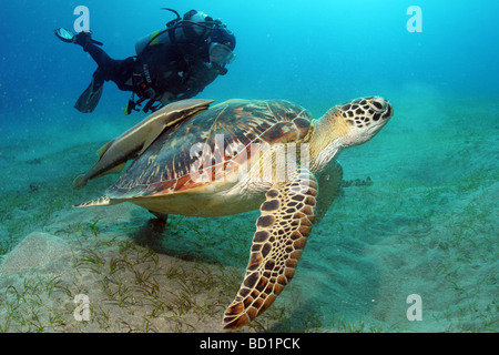 Begegnung mit einem Hawksbill Turtle beim Tauchen im Roten Meer in der Nähe von Marsa Alam in Ägypten Stockfoto