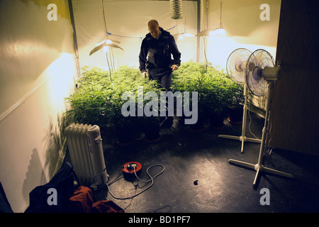 Eine Cannabis-Farm in As-Dur, North East England Stockfoto