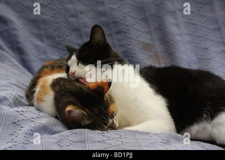 inländischen kurze Haare Katzen zusammen auf dem Sofa sitzen, Pflege eine der anderen Stockfoto