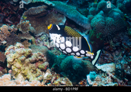 Clown Drückerfisch Balistoides Conspicillum schwimmen über Korallenriff Lembeh Strait North Sulawesi Indonesien Stockfoto