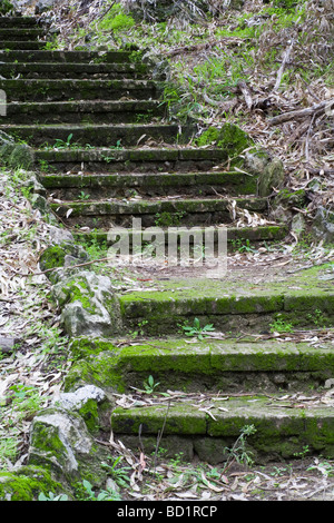 alten Moos und Laub bedeckt Steintreppen Stockfoto