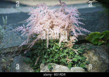 Astilbe Simplicifolia sprite Stockfoto