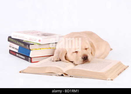 SCHLAFEN LABRADOR Welpen mit Büchern weißer Hintergrund Stockfoto