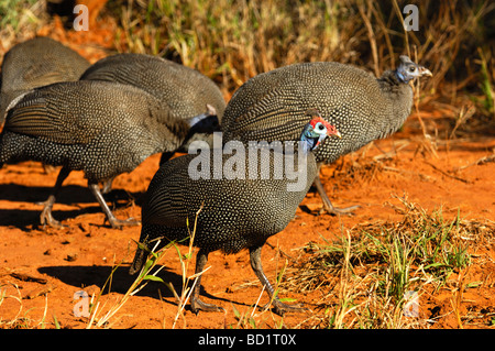 Behelmte Perlhühner Numida Meleagris, Madikwe Game Reserve, Südafrika Stockfoto