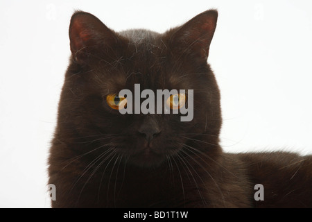 British Kurzhaarkatze Kater schwarz Stockfoto