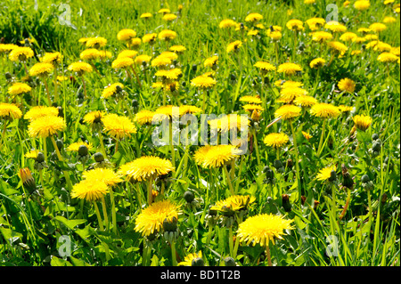 ein Bett von Dandellions wild wächst, von der Seite der Straße in devon Stockfoto