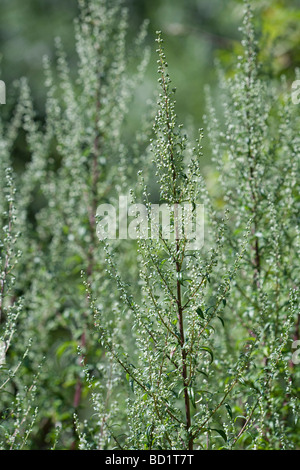 Artemisia Vulgaris Beifuß Stockfoto