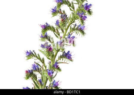 Echium Vulgare Viper Bugloss Blume Stockfoto