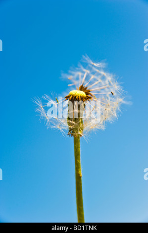 Gemeinsamen Löwenzahn Taraxacum Sect Ruderalia Blüte blühende blaue Himmelshintergrund dort | Löwenzahn Stockfoto