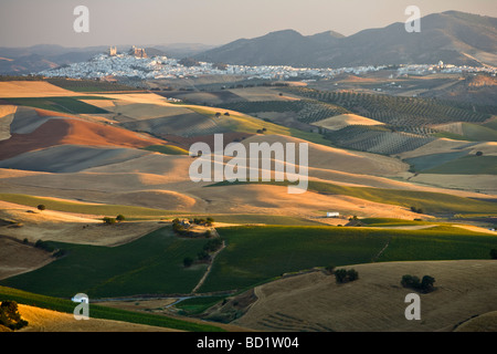 Der Blick über die Felder von Sonnenblumen & Gerste in Richtung Olvera aus nr Las Mesas, Provinz Cádiz, Andalusien, Spanien Stockfoto