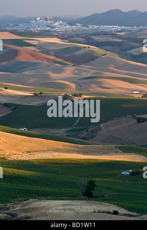 Der Blick über die Felder von Sonnenblumen & Gerste in Richtung Olvera aus nr Las Mesas, Provinz Cádiz, Andalusien, Spanien Stockfoto