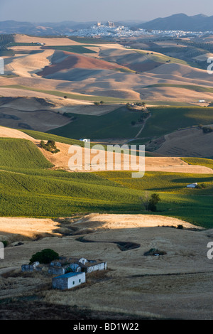 Der Blick über die Felder von Sonnenblumen & Gerste in Richtung Olvera aus nr Las Mesas, Provinz Cádiz, Andalusien, Spanien Stockfoto